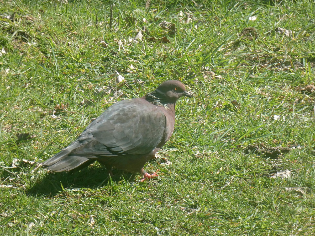 Чилийский голубь - ML595854771