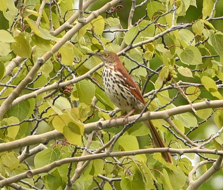 Brown Thrasher - Wendy Hill