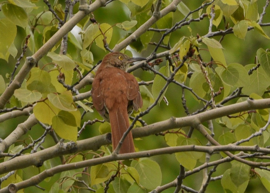 Brown Thrasher - ML595855891