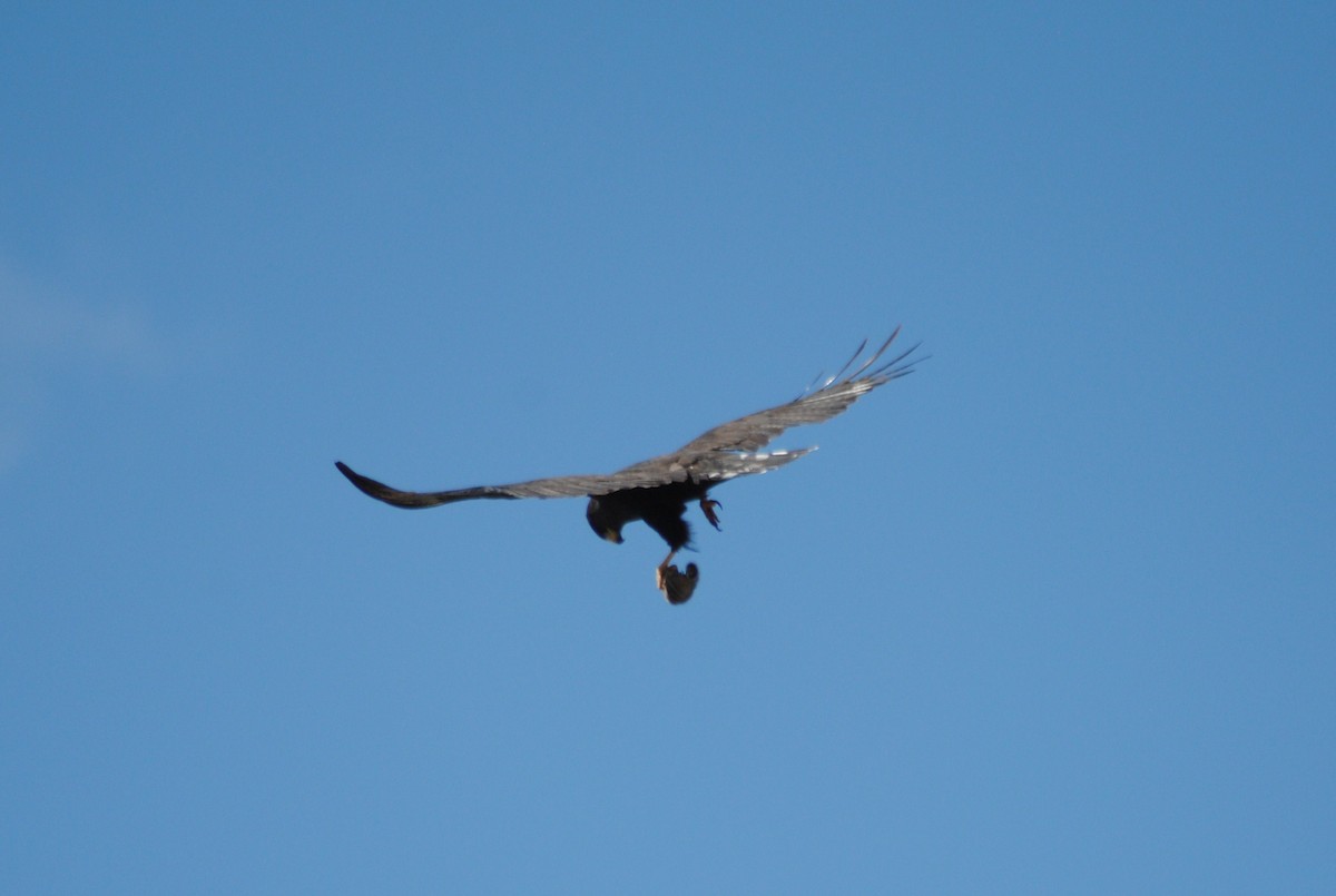 Zone-tailed Hawk - Rabecca Lausch