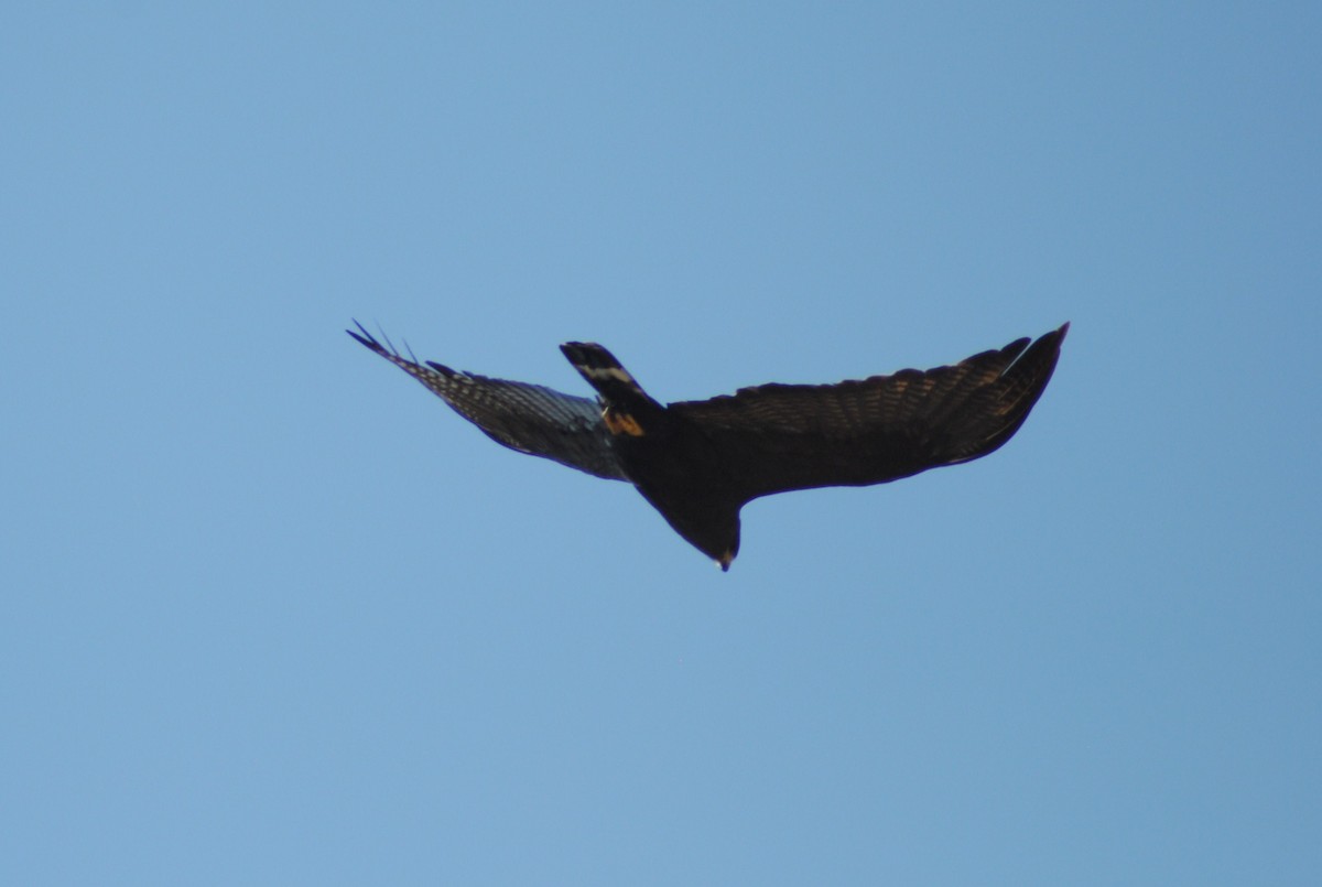Zone-tailed Hawk - Rabecca Lausch