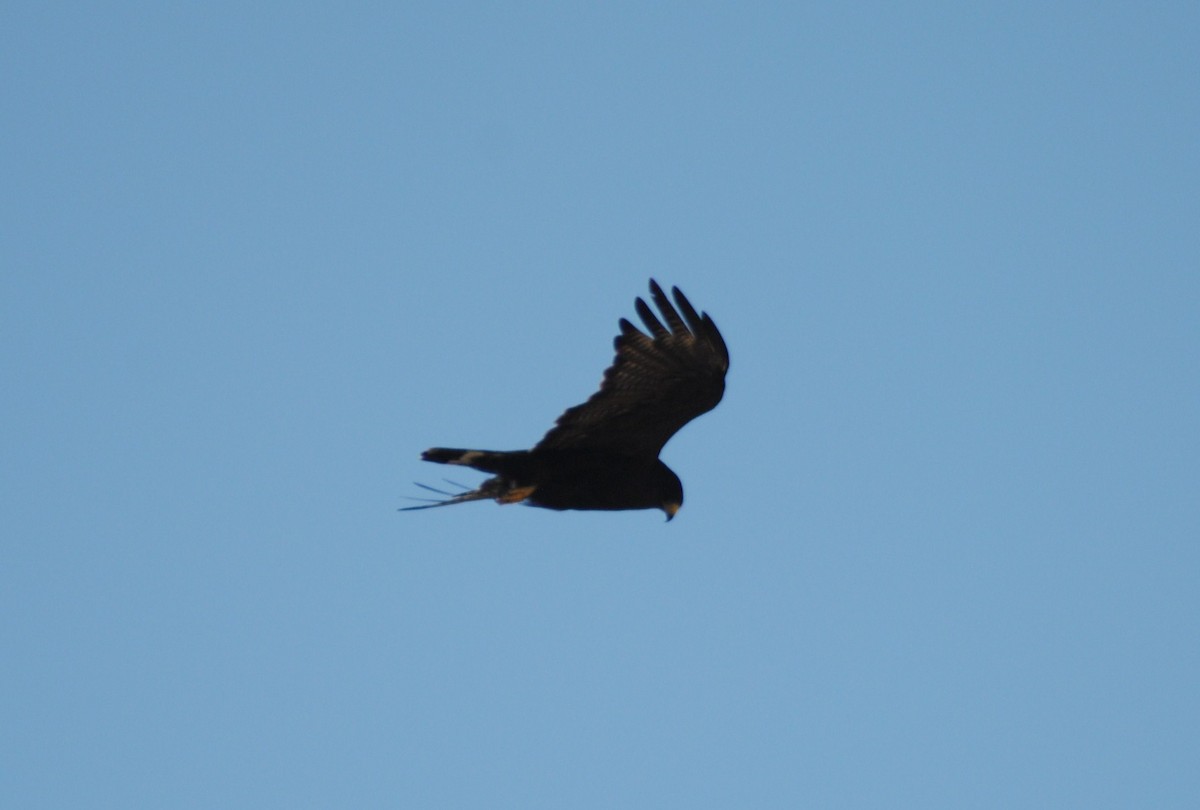 Zone-tailed Hawk - Rabecca Lausch