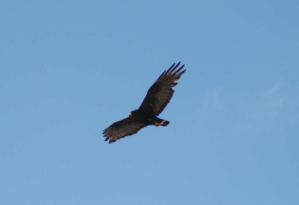 Zone-tailed Hawk - Rabecca Lausch