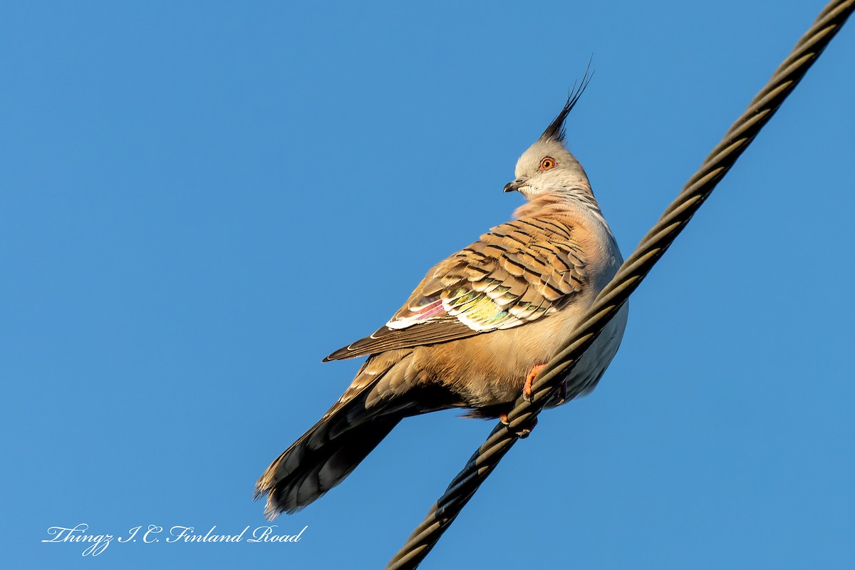 Crested Pigeon - ML595856321