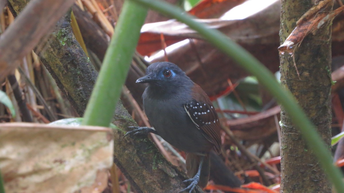 Chestnut-backed Antbird (Short-tailed) - ML595856711