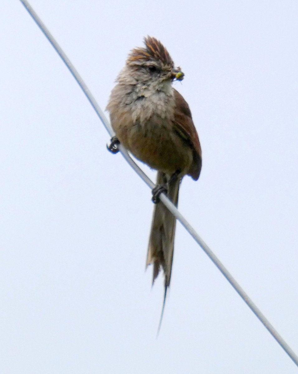 Plain-mantled Tit-Spinetail - ML595857701