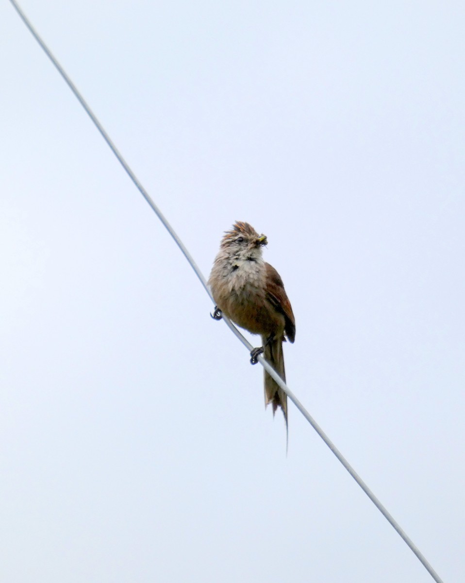 Plain-mantled Tit-Spinetail - Carlos D'Angelo