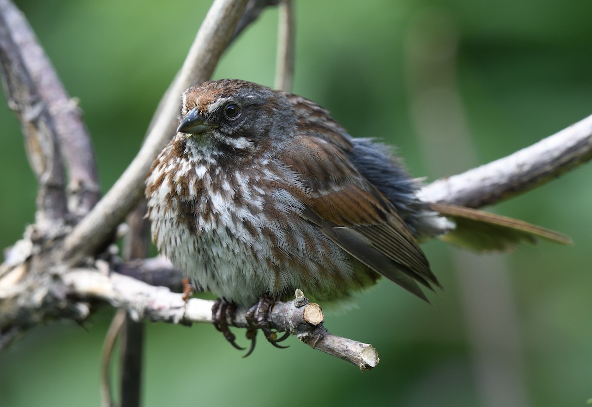 Song Sparrow - ML595857791