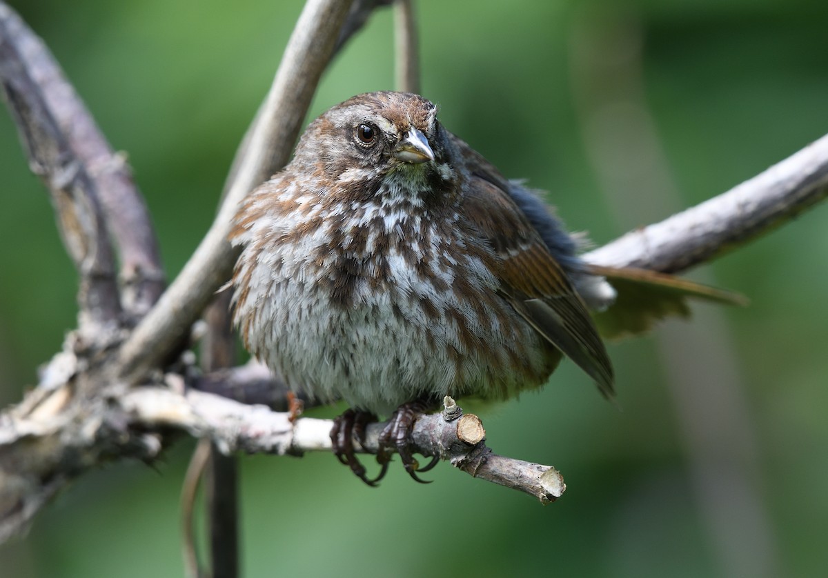 Song Sparrow - ML595857801