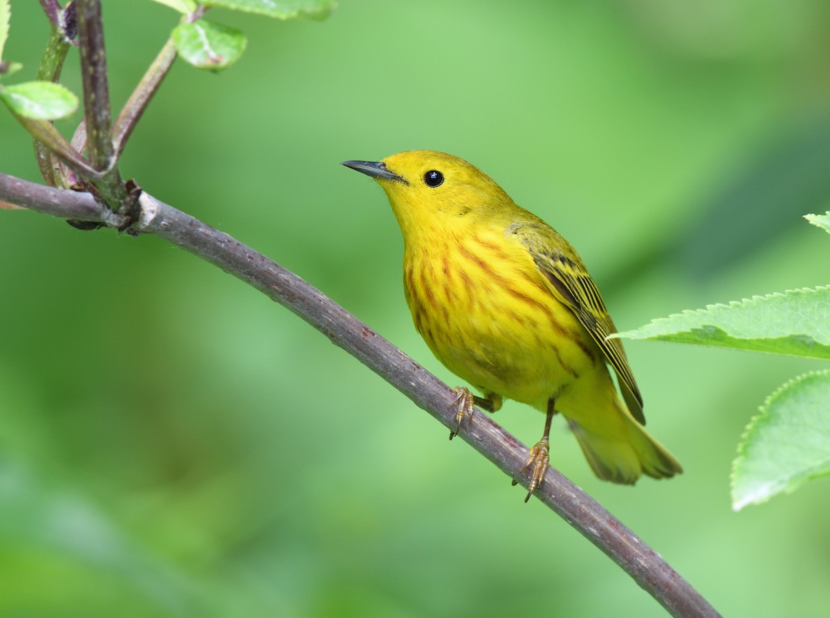 Yellow Warbler - ML595857841