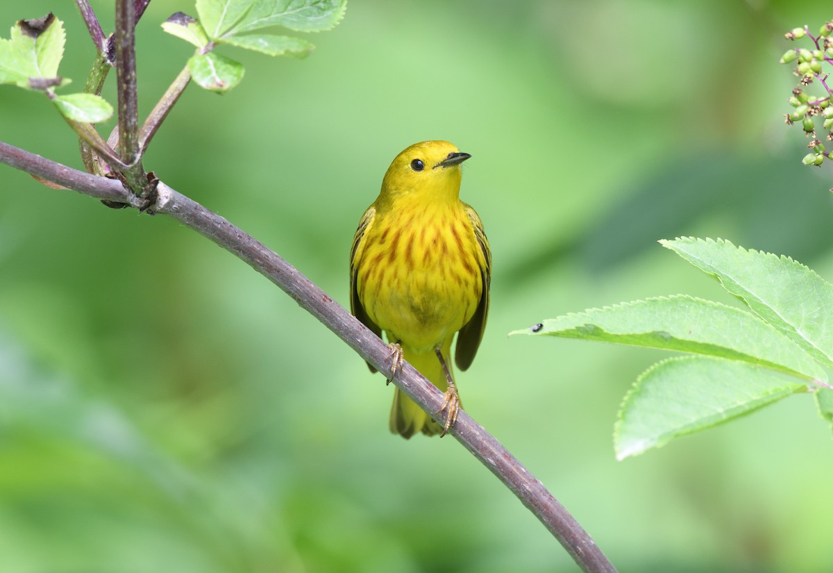 Yellow Warbler - ML595857871