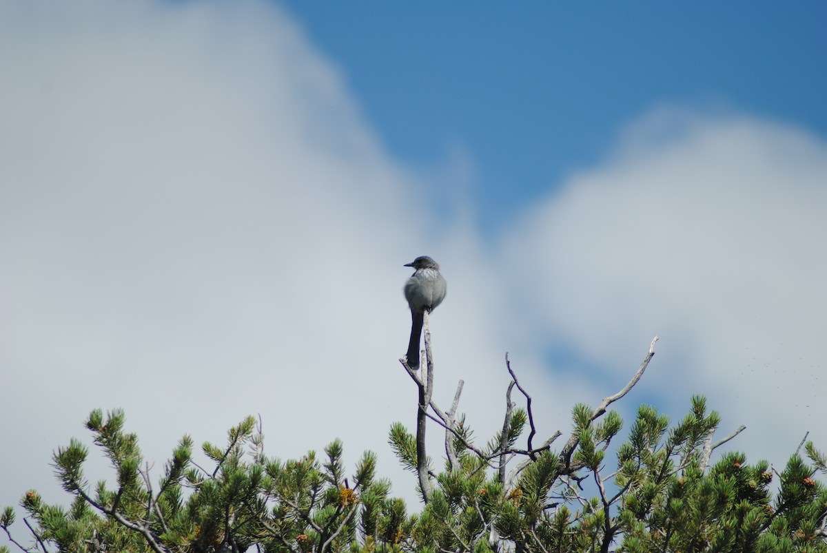 Woodhouse's Scrub-Jay - ML595858181