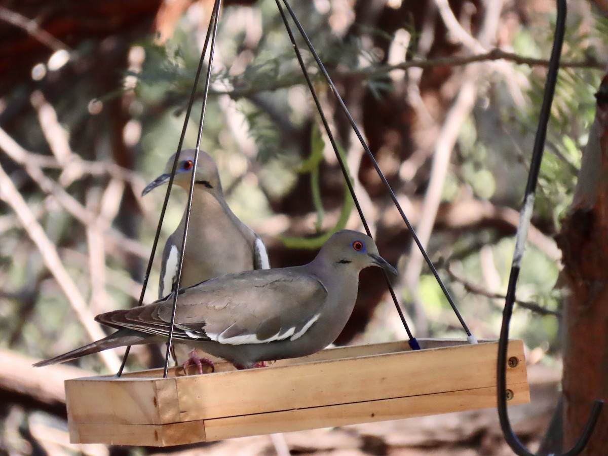 White-winged Dove - Eric Anderson