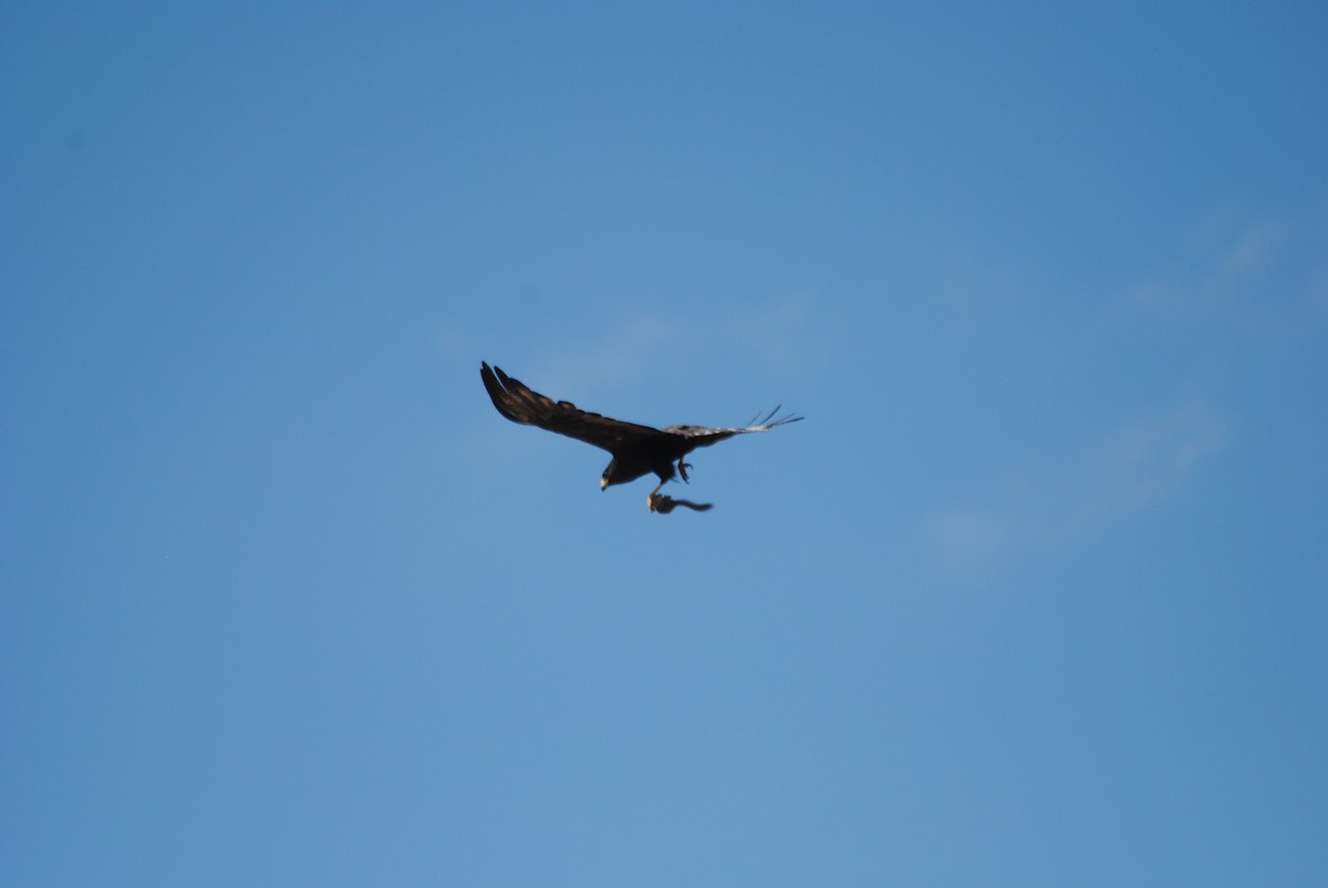 Zone-tailed Hawk - Rabecca Lausch