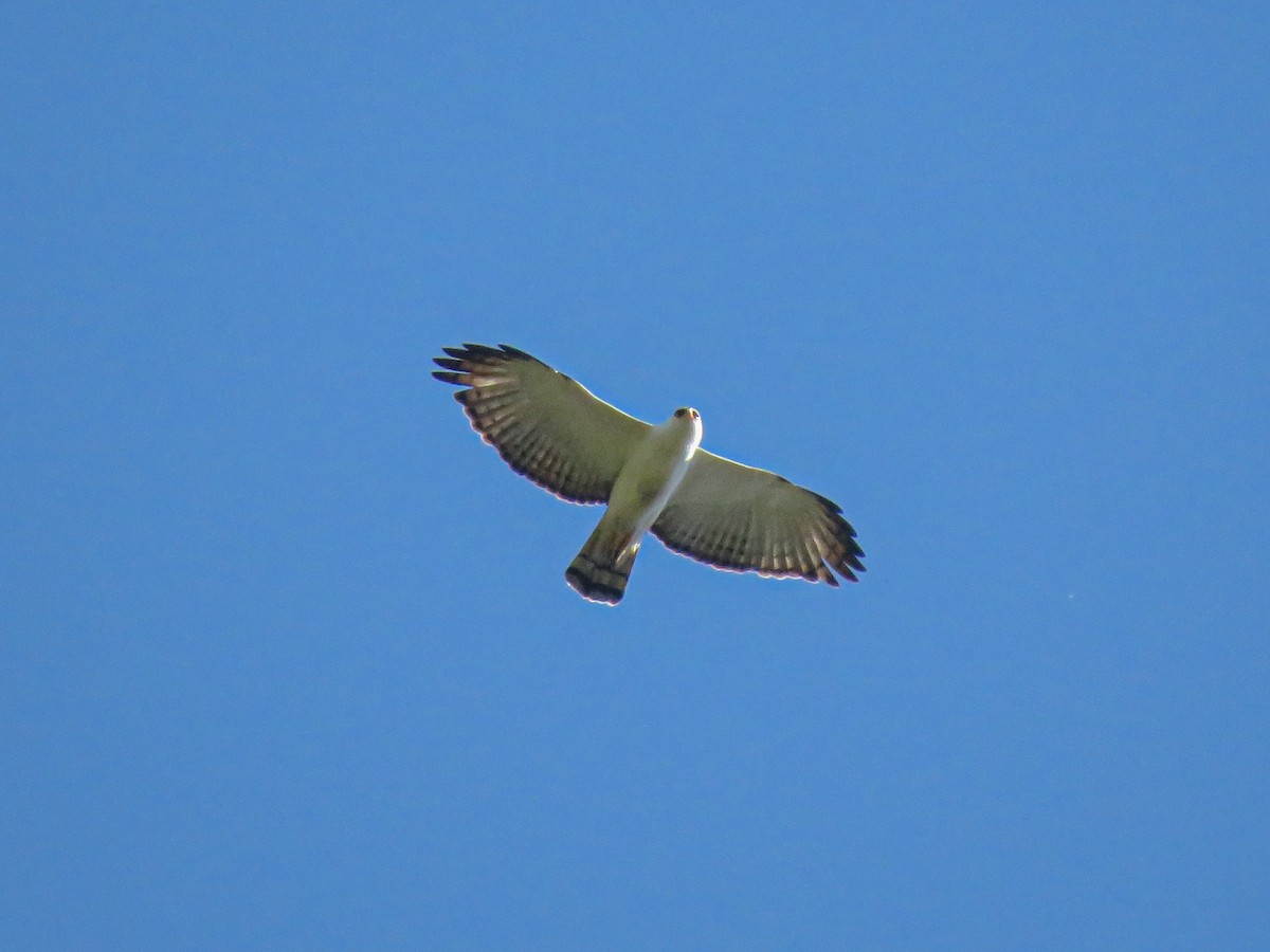 Black-and-white Hawk-Eagle - ML595858831