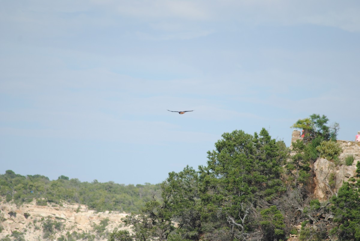 Red-tailed Hawk - ML595858851