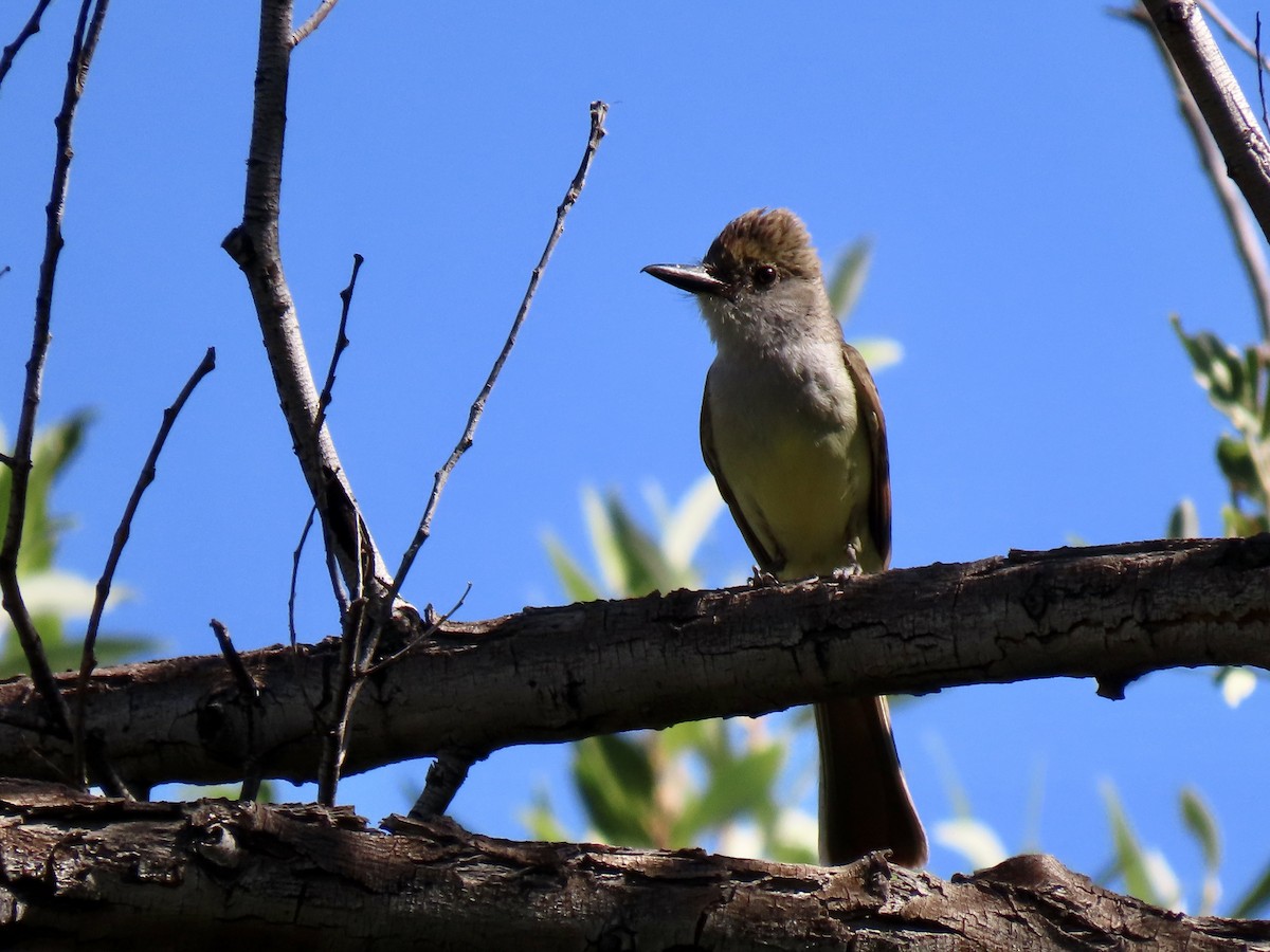 Brown-crested Flycatcher - Eric Anderson