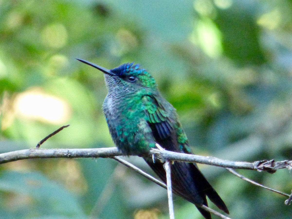 kolibřík fialovotemenný - ML595859131