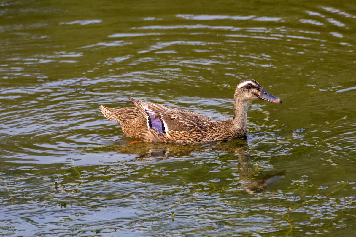Eastern Spot-billed Duck - ML595859191