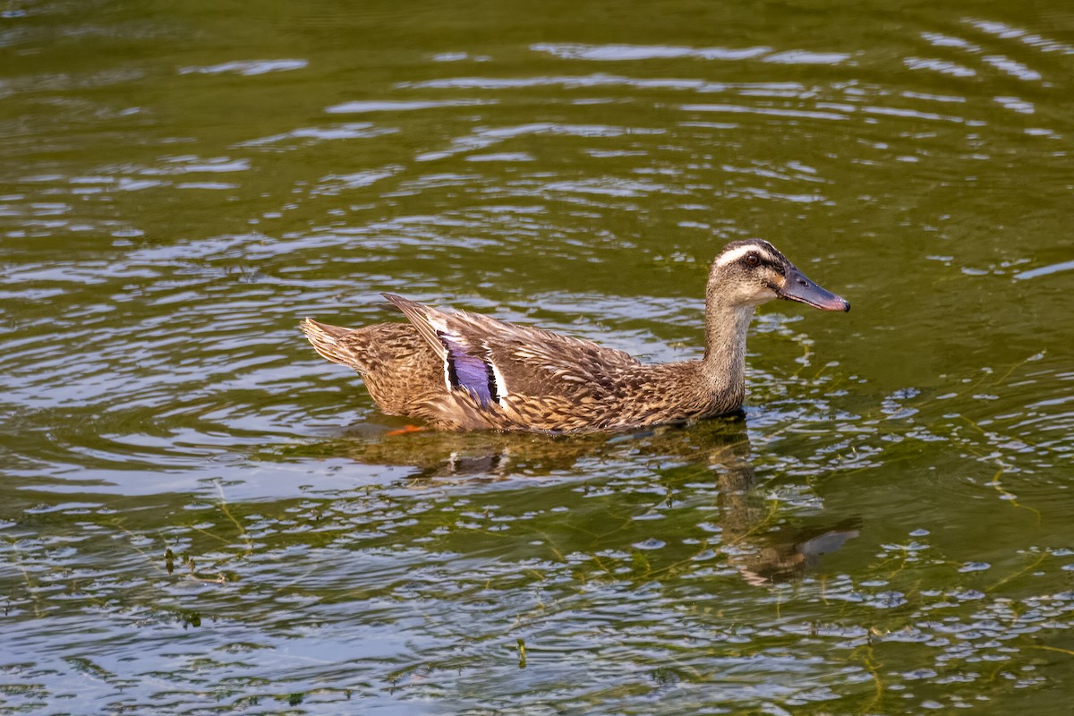 Canard de Chine - ML595859191