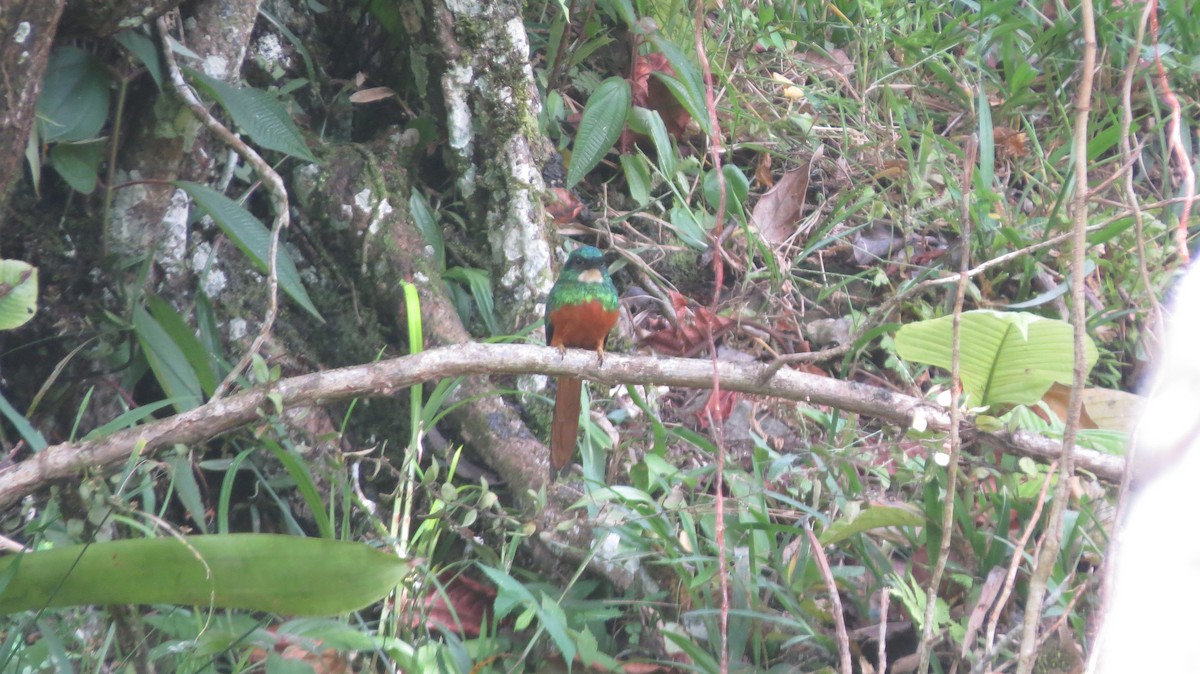 Rufous-tailed Jacamar (Rufous-tailed) - ML595859431