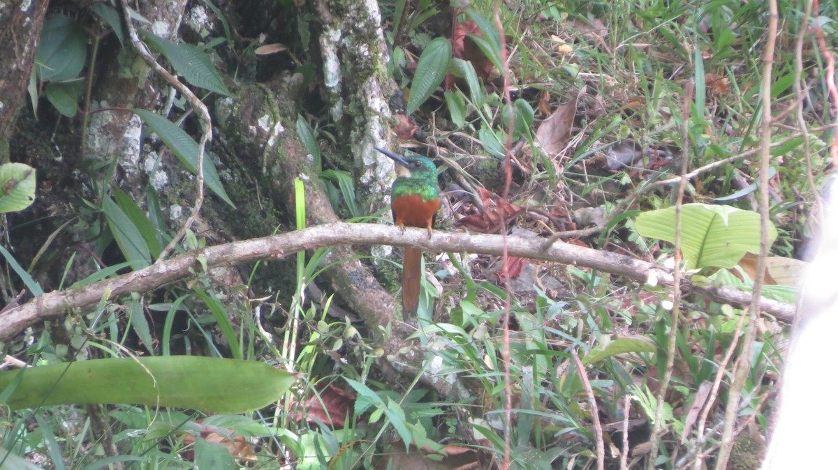 Rufous-tailed Jacamar (Rufous-tailed) - Jhan C. Carrillo-Restrepo