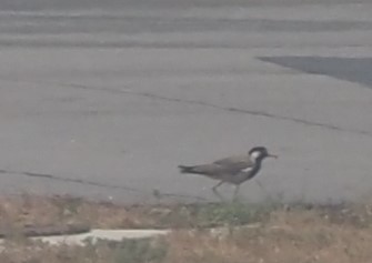 Red-wattled Lapwing - ML595859871