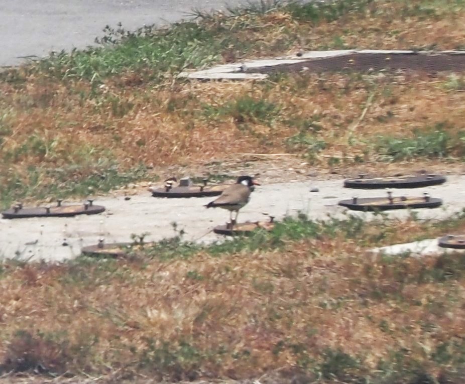 Red-wattled Lapwing - ML595859881