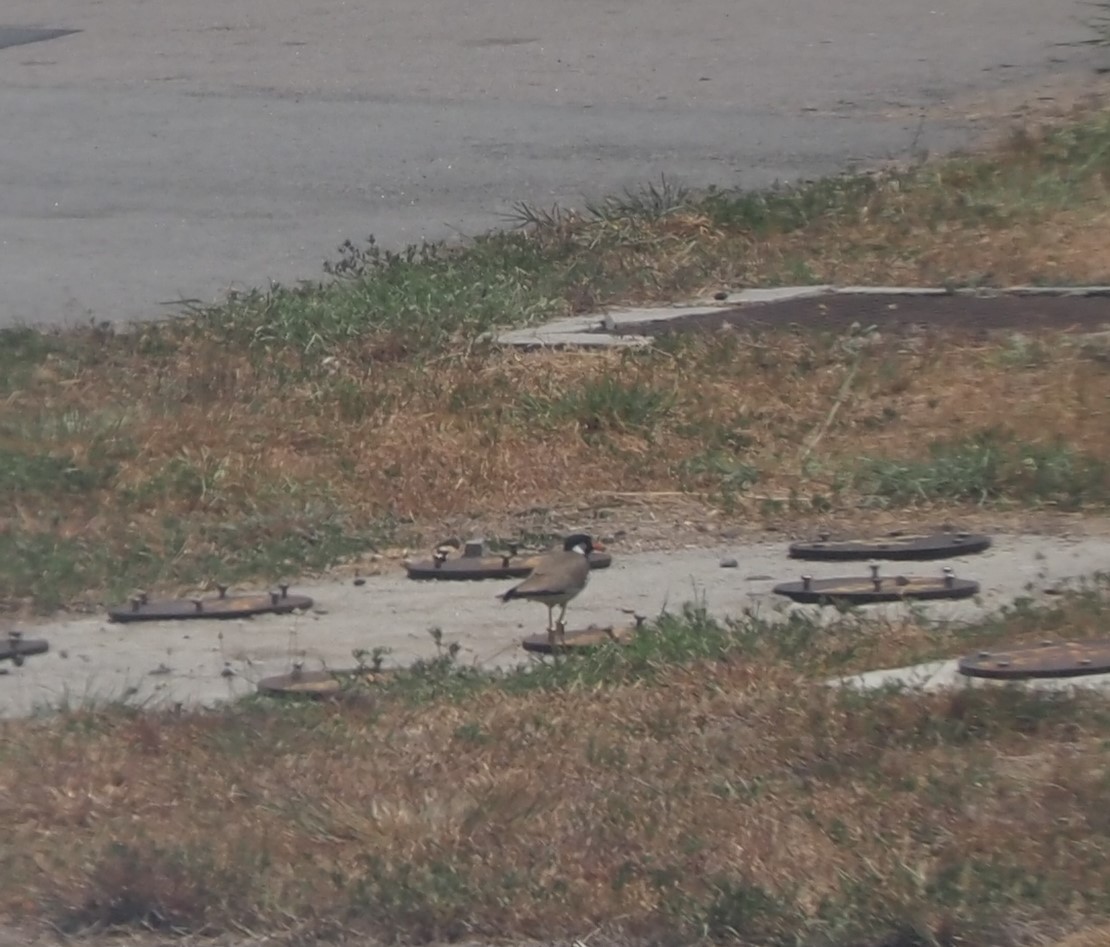 Red-wattled Lapwing - ML595859891