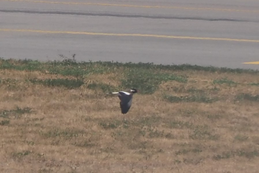 Red-wattled Lapwing - ML595860171
