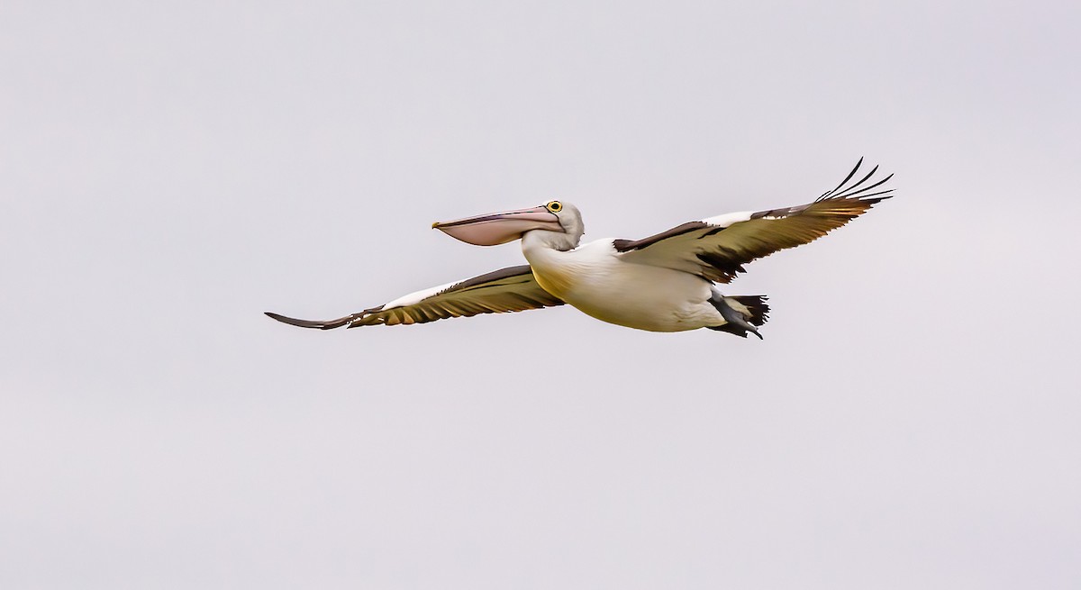 Australian Pelican - ML595860441