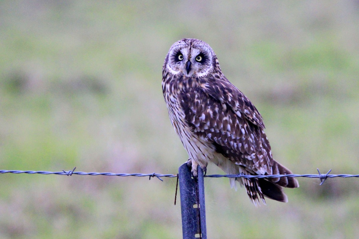 Short-eared Owl (Hawaiian) - Cindy Krasniewicz