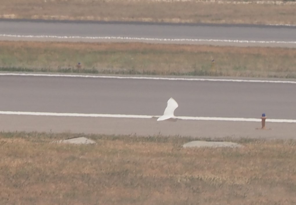 Eastern Cattle-Egret - ML595861191