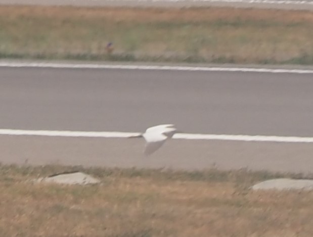 Eastern Cattle-Egret - ML595861201