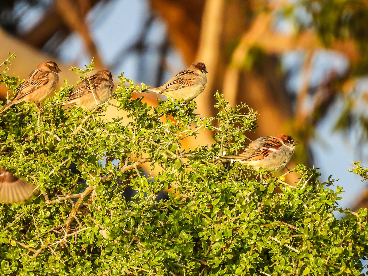 House Sparrow - ML595862241