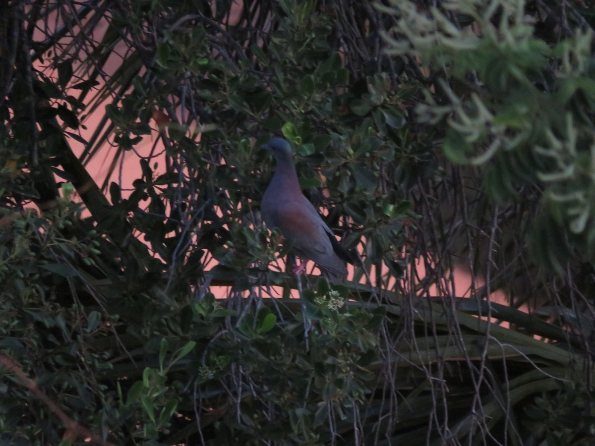 Pale-vented Pigeon - ML595862471