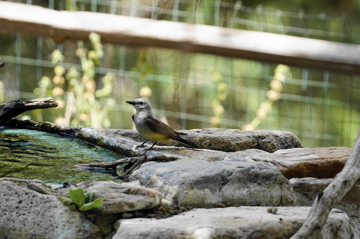 Cassin's Kingbird - ML595863021