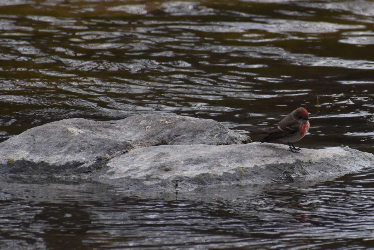 Vermilion Flycatcher - ML595863401
