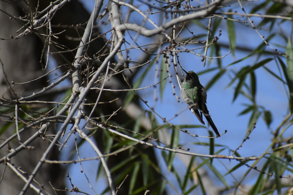 Red-tailed Comet - ML595863631