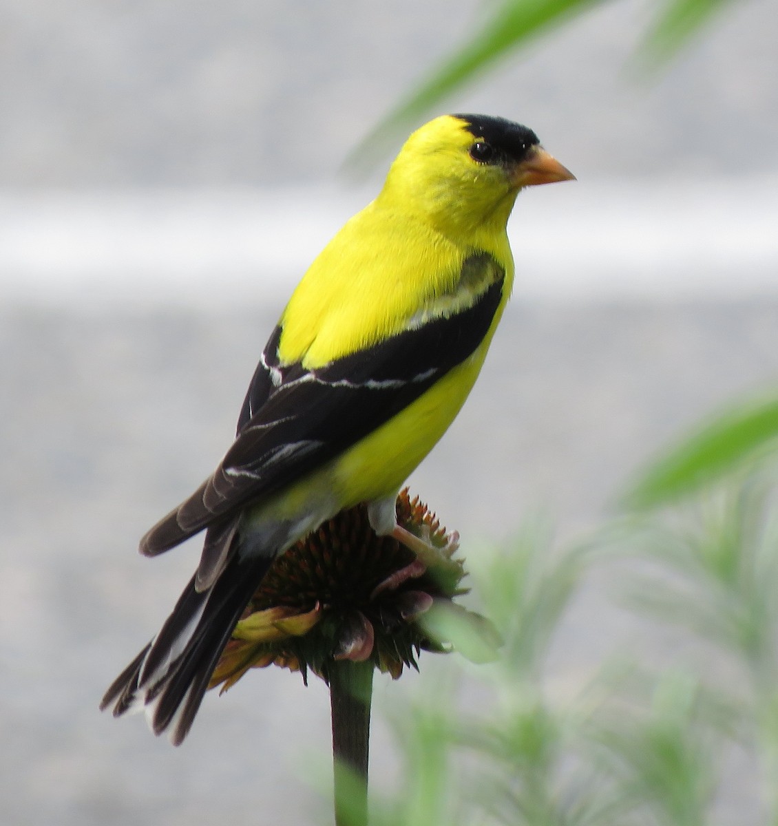 American Goldfinch - ML595863721