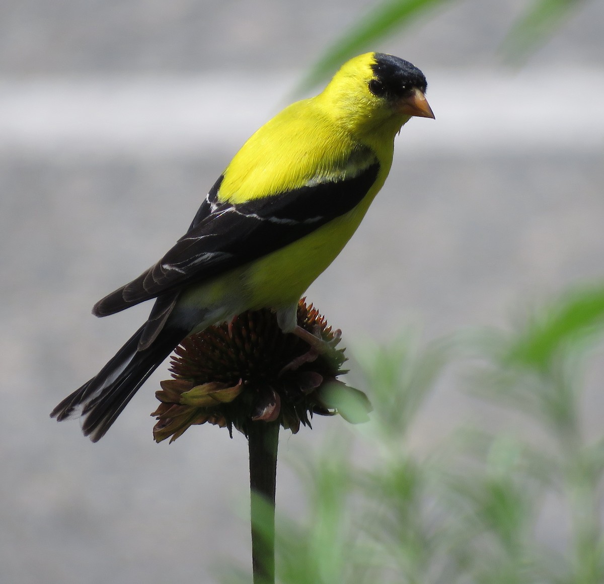 American Goldfinch - ML595863731