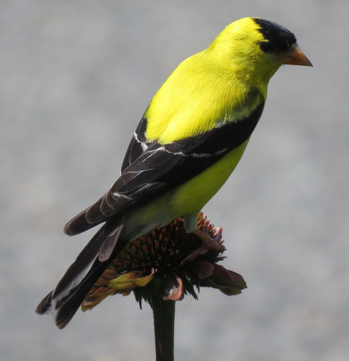 American Goldfinch - ML595863751