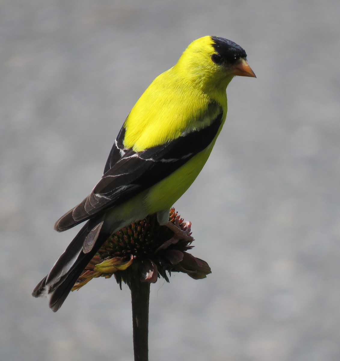 American Goldfinch - ML595863761