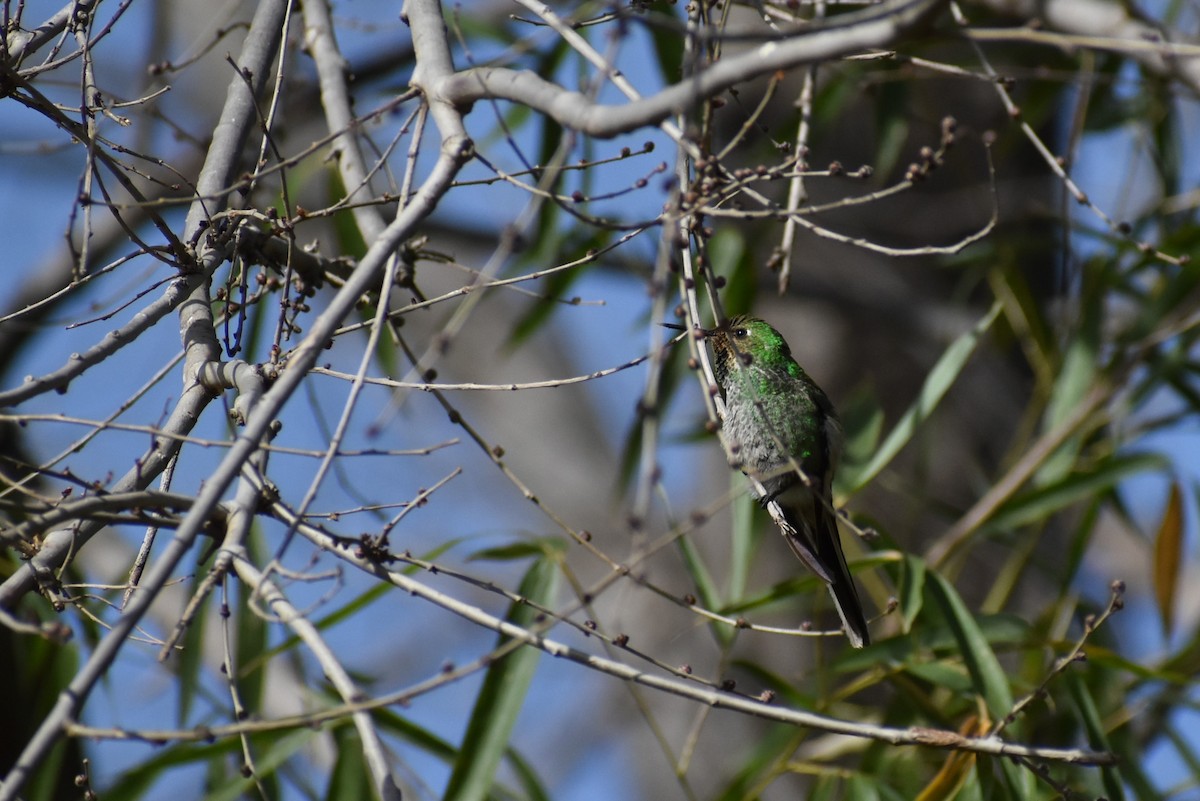 Red-tailed Comet - ML595863781