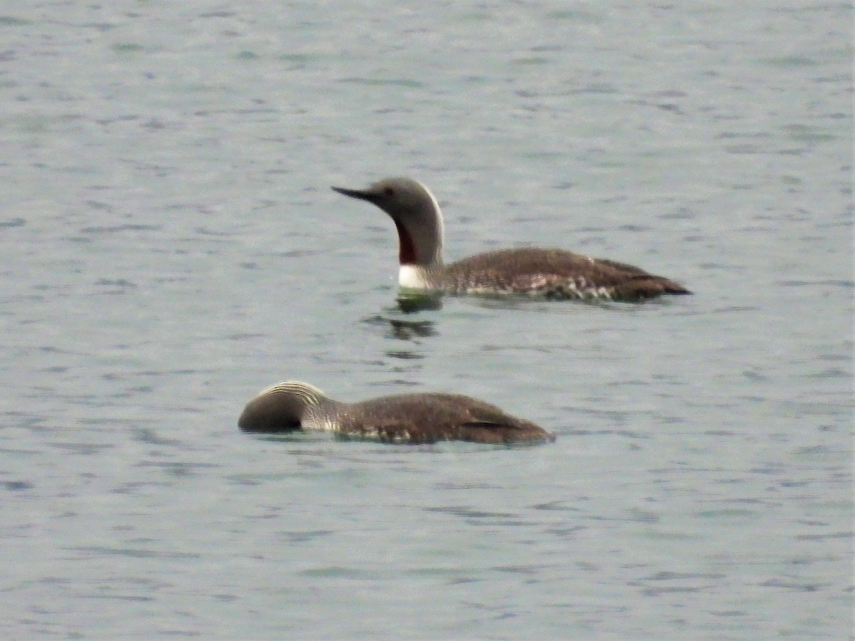 Red-throated Loon - ML595864441