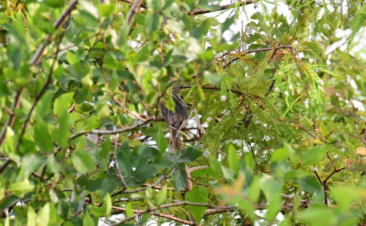 Brown-headed Nuthatch - ML595864461