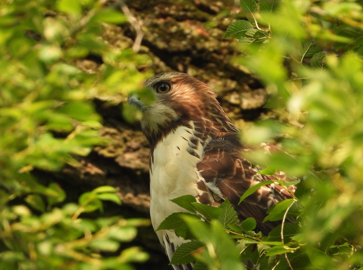 Red-tailed Hawk - ML595864831