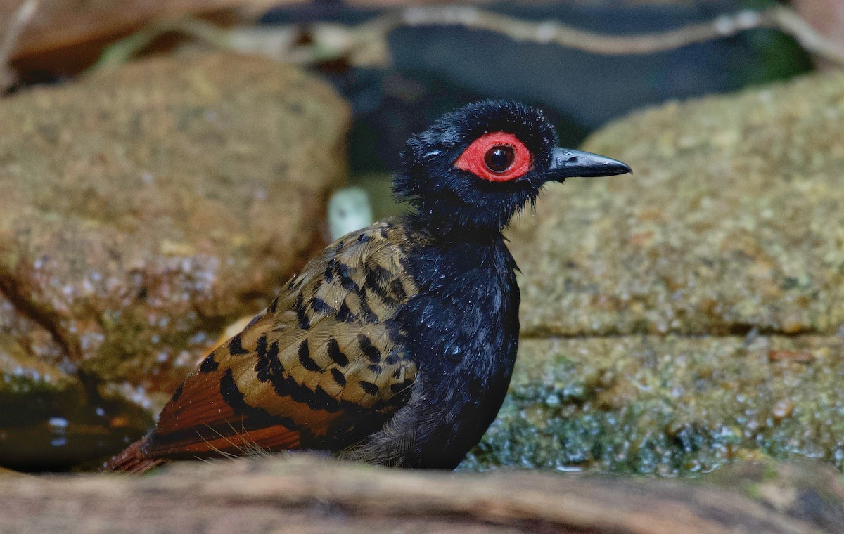 Black-spotted Bare-eye - Beto Guido Méndez