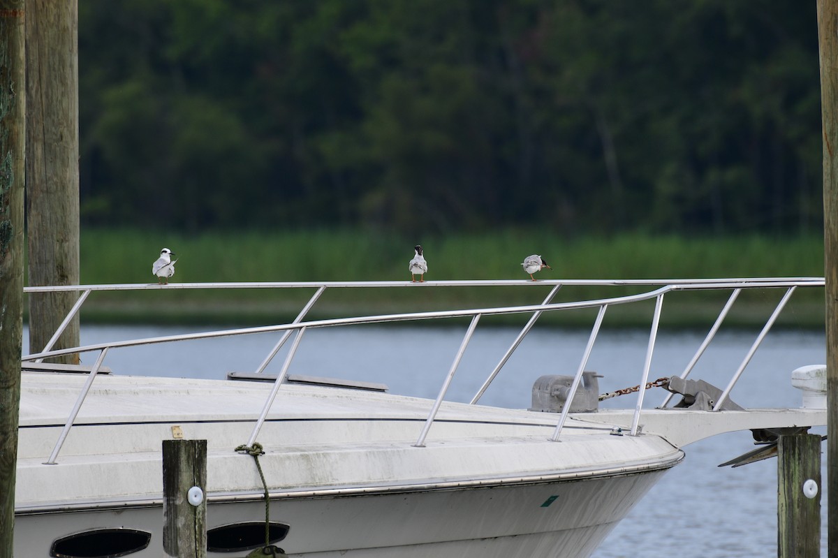 Forster's Tern - ML595865311