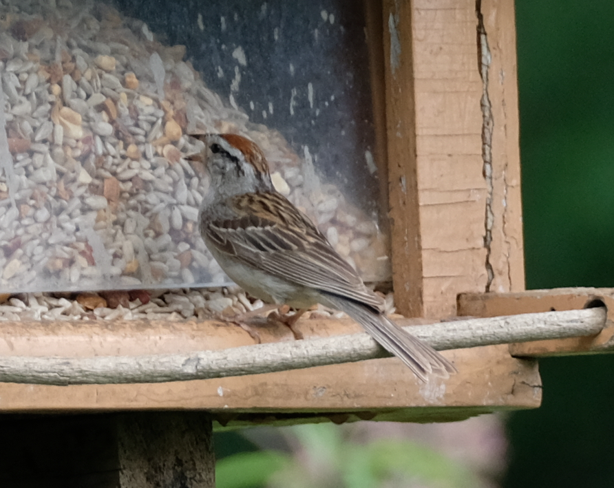 Chipping Sparrow - Christian Gendreau